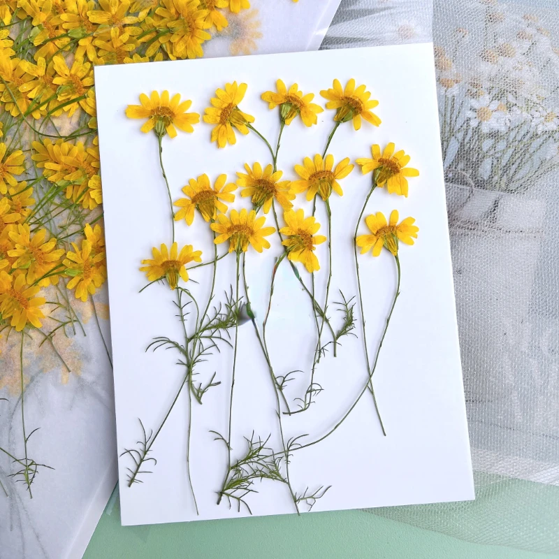6-10cm/24pcs,nature pressed Ch - Nail Art Natural incelemesi ve fiyatı