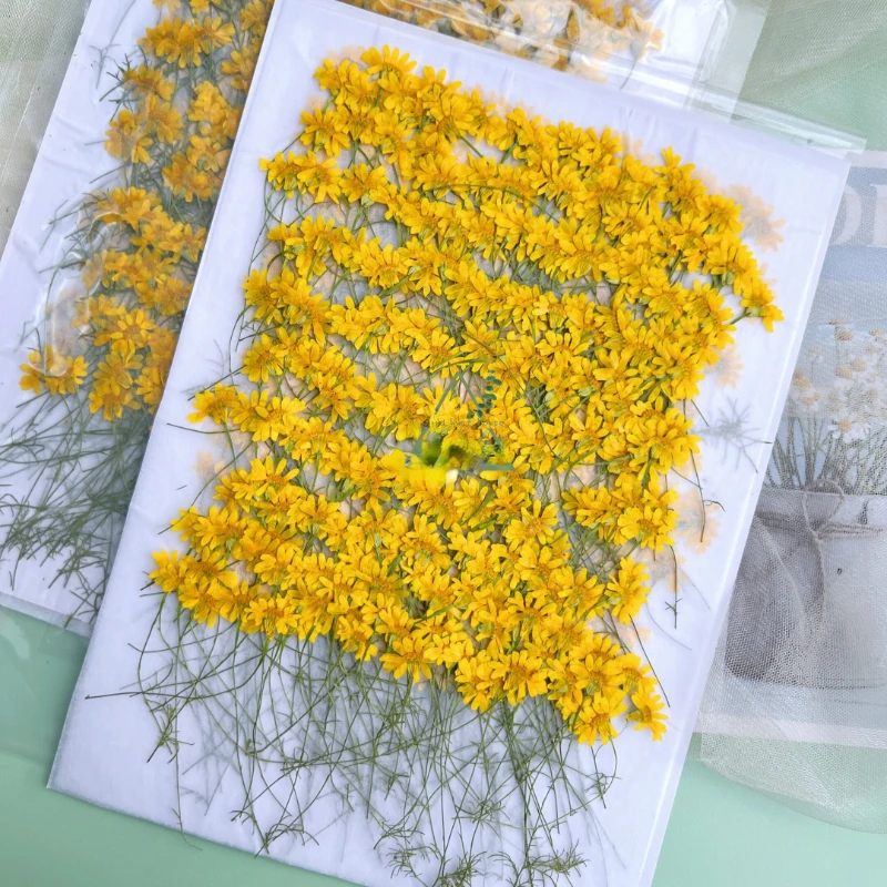 6-10cm/24pcs,nature pressed Ch - Nail Art Natural incelemesi ve fiyatı