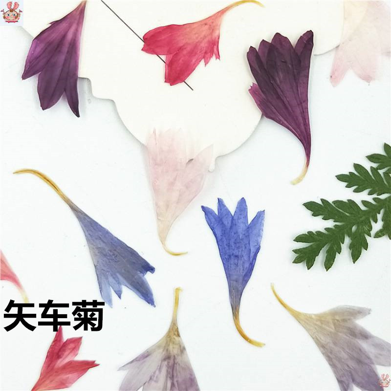 20 Plant Specimens, Cornflower - Nail Art Natural incelemesi ve fiyatı