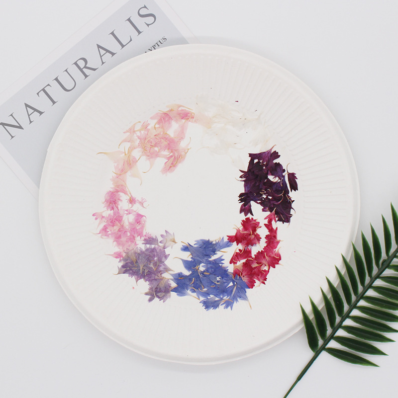 20 Plant Specimens, Cornflower - Nail Art Natural incelemesi ve fiyatı