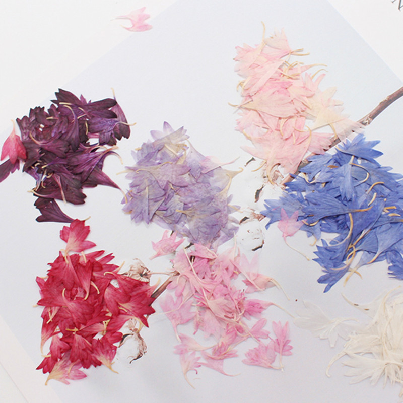 20 Plant Specimens, Cornflower - Nail Art Natural incelemesi ve fiyatı
