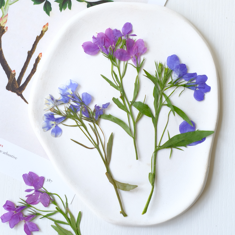 6pcs/8-13cm,nature Lobelia Eri - Nail Art Natural incelemesi ve fiyatı