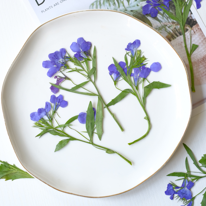6pcs/8-13cm,nature Lobelia Eri - Nail Art Natural incelemesi ve fiyatı